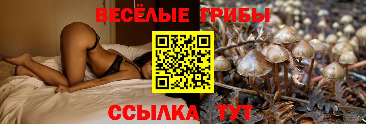 где найти наркотики  Псилоцибиновые грибы Psilocybine cubensis  Вход с VPN  Алатырь 